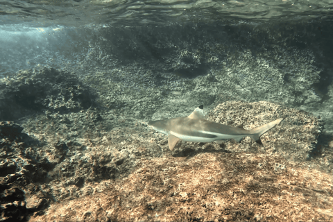 Phi Phi Islands: Shark Snorkeling Phi Phi Islands: PRIVATE VIP Shark Snorkeling - 4h