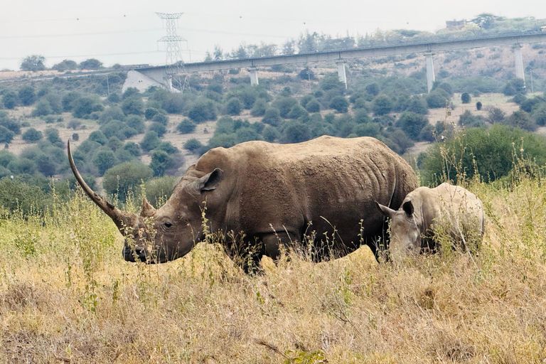 Nairobi Park Safari, Sheldrick's Orphanage & Giraffe Center Shared Drive in Open-Roof Van Game Drive