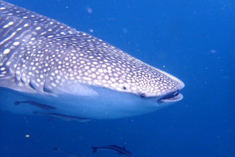 Voyage de plongée sous-marine dans les îles DimaniyatPlongée sous-marine dans les îles Dimaniyat