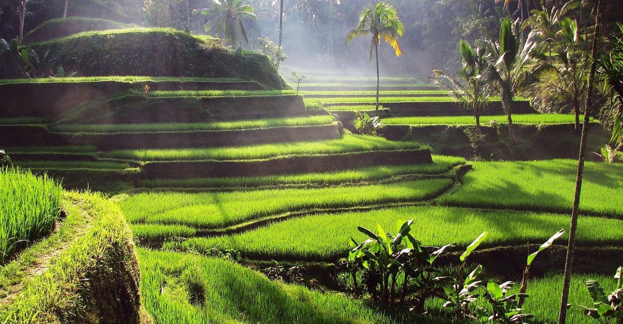 Bali, 3 Waterfalls and Tegalalang Rice Terrace Private Tour - Housity