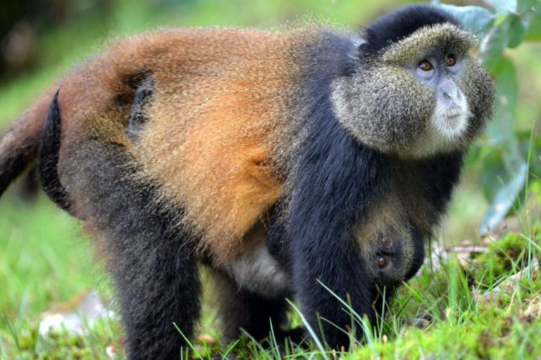 2 Day Golden Monkey Trekking and Dian Fossey Tomb Visit