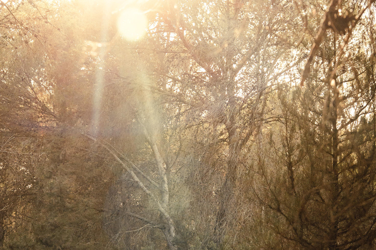 Sambia: Halbtägige Reitsafari + Mittagessen