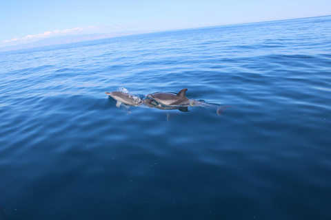 Taormina: Sunset Dolphin Tour by Catamaran with Aperitif