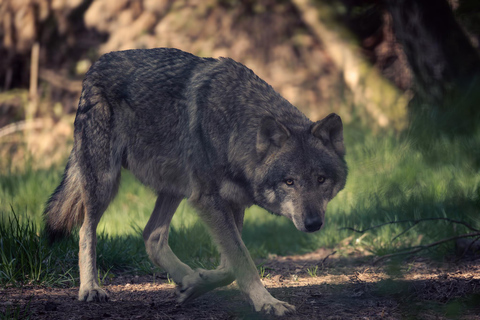 From Berlin: Wildlife Day Trip with Wolves, Lynxes & Otters