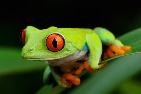 Tortuguero: A night walk through the Tortuguero rainforest