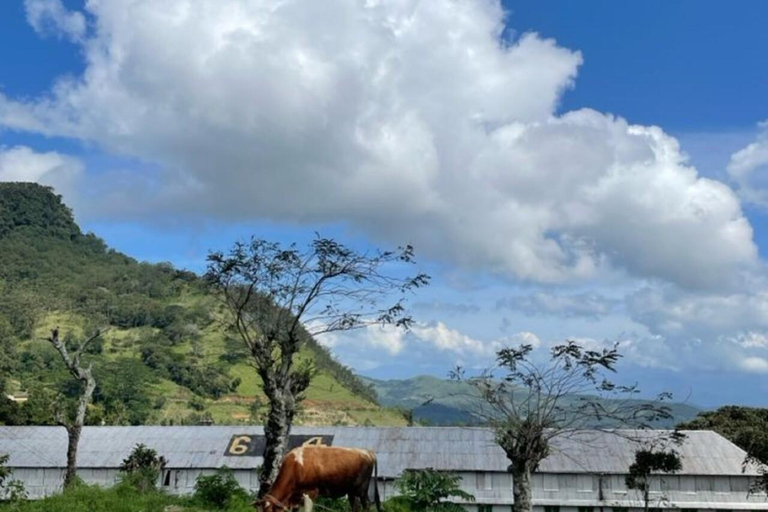 Kandy: Sir James Taylor’s Loolkandura Tea Heritage Hike