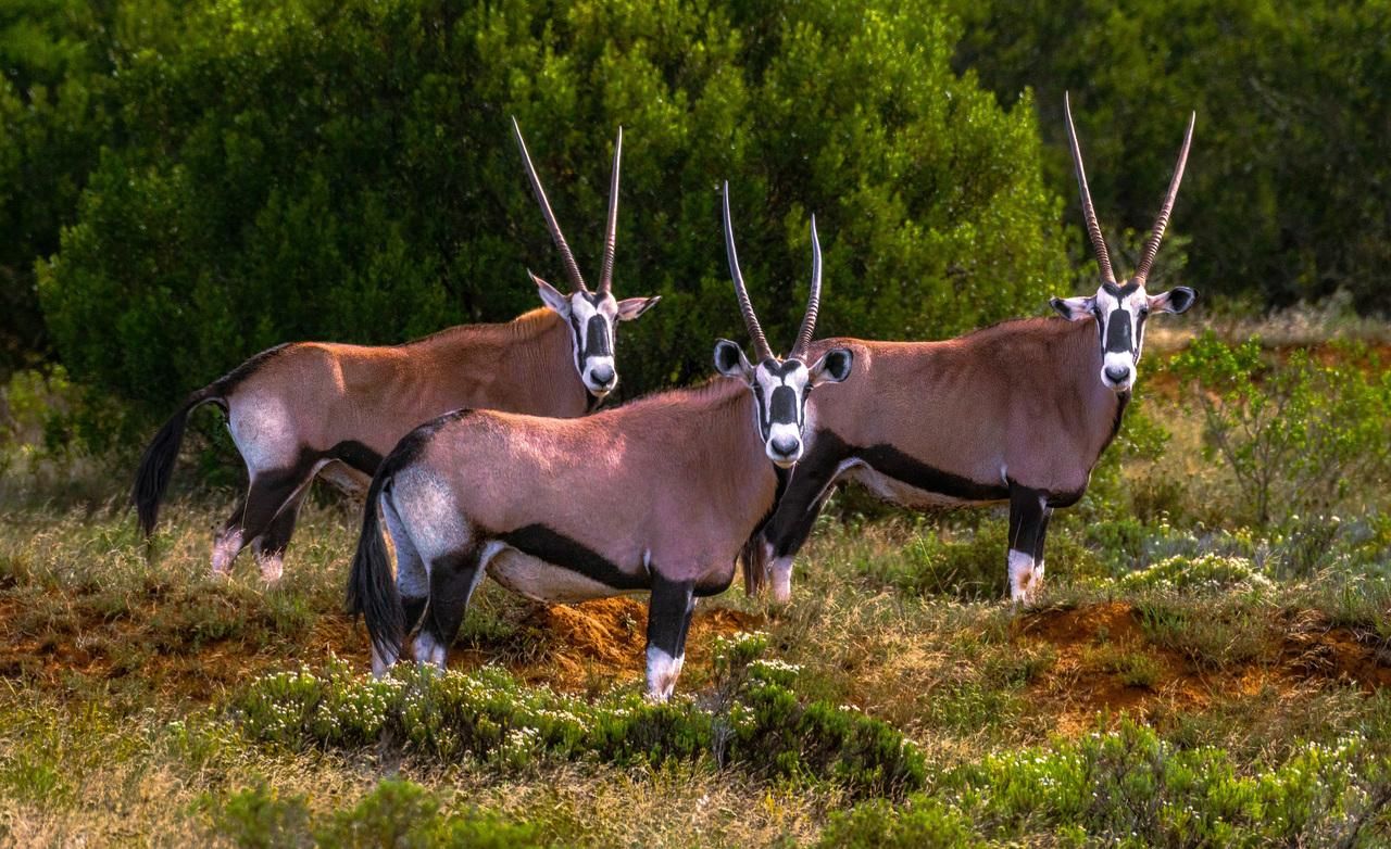 Amakhala Game Reserve: Ganztägige geführte Big-5-Safari