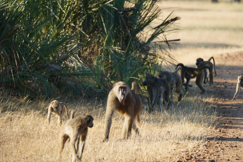 Livingstone: Pirschfahrt &amp; kulturelle TourSafari und Nashornwanderung im Mosi oa Tunya Park