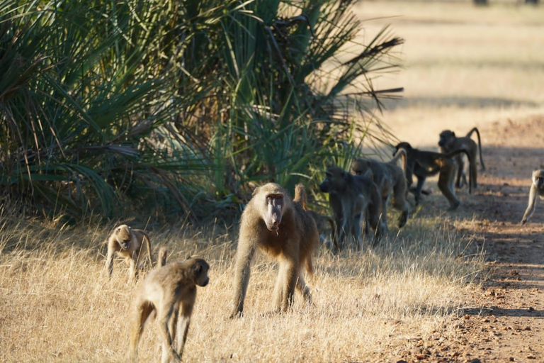 Livingstone: Game Drive & Cultural Tour Game viewing and Rhino walk in the Mosi oa Tunya park