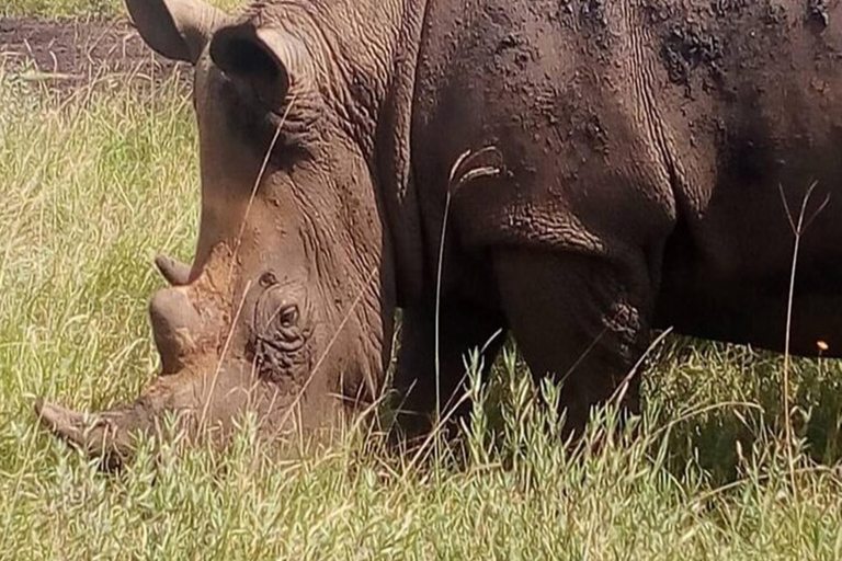 Nairobi: 3-Day Amboseli National Park Flying Safari