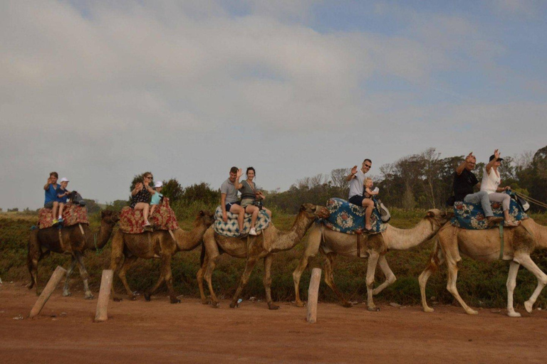 Agadir: Camel Ride by Souss River with Hotel Pickup