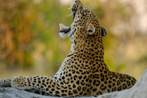 Jaipur: Private Jhalana Leopard Safari Tour