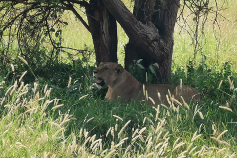 4 jours de safari en camping dans le Tarangire, le Serengeti et le Ngorongoro