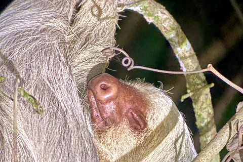 Manuel Antonio: Avondtour met een natuurgids.Avondtour met een natuurgids (vervoer inbegrepen)