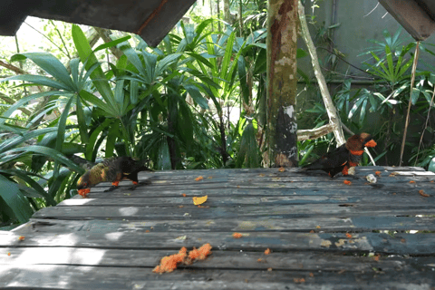 Cebu Safari: Experience Wildlife Up Close