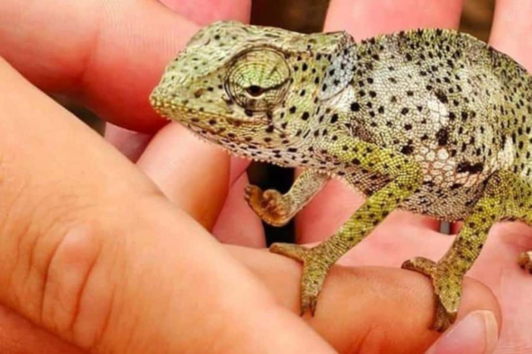 Zanzibar: Red Monkeys Forest Tour, Butterfly & Reptile Park. This option, No Hotel Pickup.