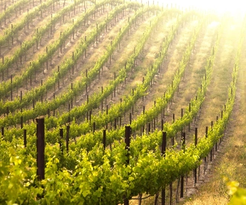 Kefalonia: Culinary and Cultural Guided Tour