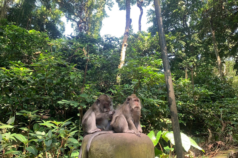 Bali Ubud Tour Monkey Forest, Waterfall, Temple & Rice Field Private Tour With Entrance Fee Tickets