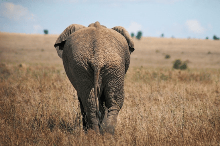 Tanzania: 8-Day Safari Tour with Accommodation