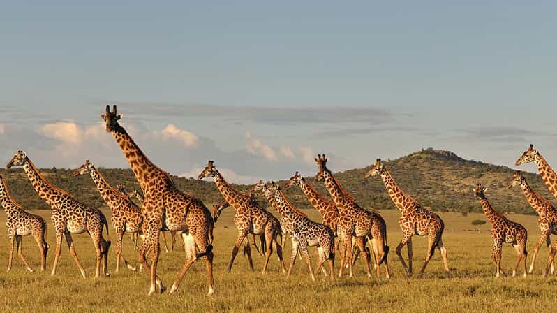 5日間のマニャラ湖とタランギーレ国立公園 | GetYourGuide
