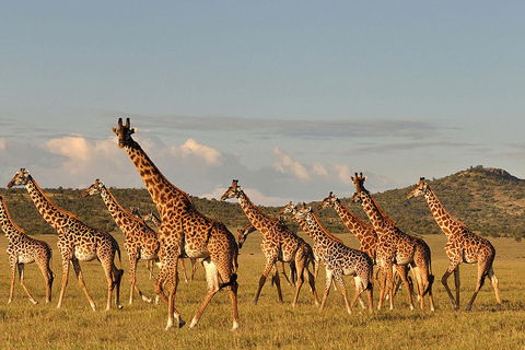 7 jours de safari en Tanzanie