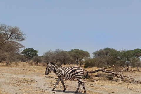 From Zanzibar: 2 days Tanzanian Game Safari (Mikumi park) Private 3days 2nights by boat (very chilling trip)