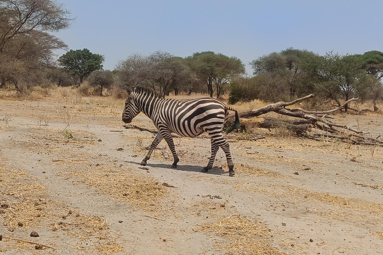 From Zanzibar: 2 days Tanzanian Game Safari (Mikumi park) Private 3days 2nights by boat (very chilling trip)