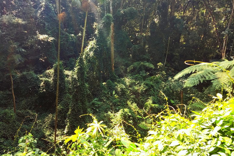 Rio de Janeiro: Tijuca Caves Guided Hike with Park Entry