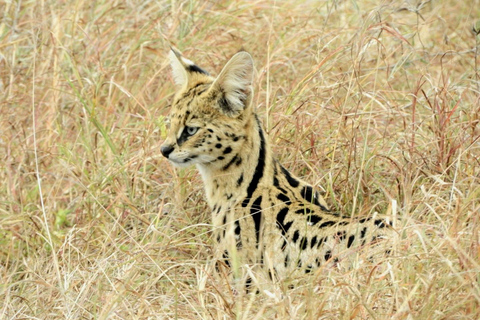 Private Nairobi National Park Drive in 4*4 landcruiser