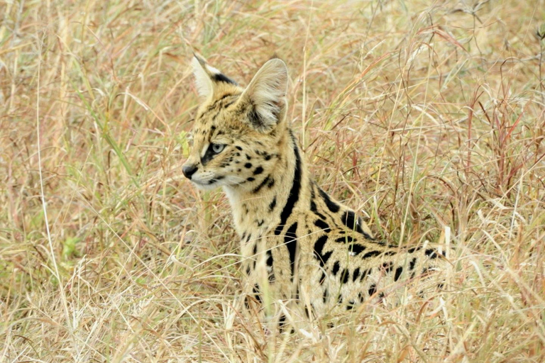 Private Nairobi National Park Drive in 4*4 landcruiser