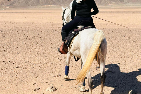 الغردقة: جولة ركوب الخيل في الصحراء والبحر مع خيار السباحةجولة لمدة ساعتين لركوب الخيل بدون السباح