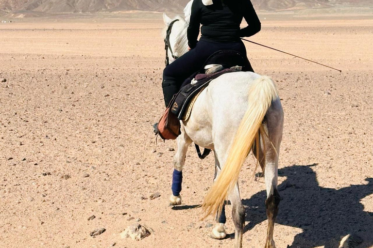 الغردقة: جولة ركوب الخيل في الصحراء والبحر مع خيار السباحةجولة لمدة ساعتين لركوب الخيل بدون السباح