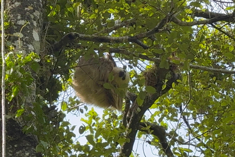 Boquete : randonnée guidée et visite d&#039;une plantation de café avec dégustation