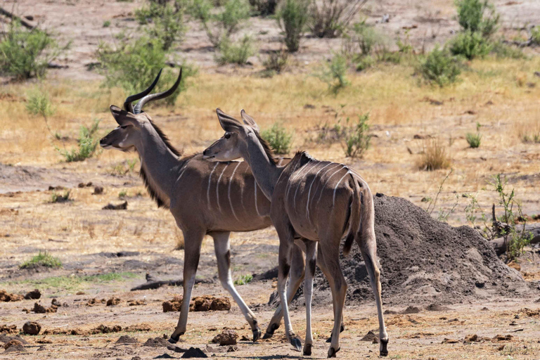 Demi-journée dans la réserve de chasse de Tala et le parc des lions du Natal au départ de Durban