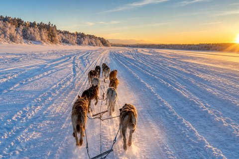 Rovaniemi: Meet Vasco Husky & Enjoy Sled Ride at Husky Farm ⭐ Winter Husky Adventure with Vasco | Jan 1 – Mar 31