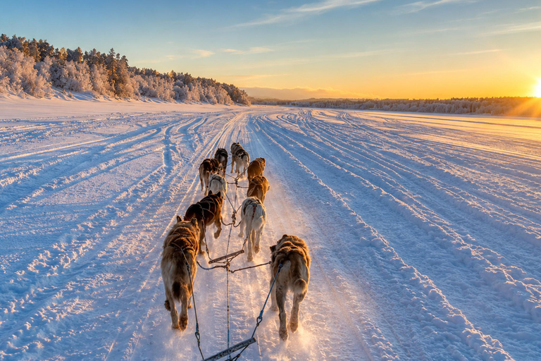 Rovaniemi: Meet Vasco Husky & Enjoy Sled Ride at Husky Farm ⭐ Winter Husky Adventure with Vasco | Jan 1 – Mar 31