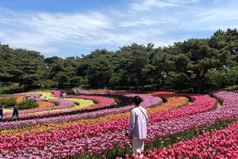 Seoul: Taean Tulip Festival and Strawberry Picking Day Tour Shared Tour, Meet at Dongdaemun
