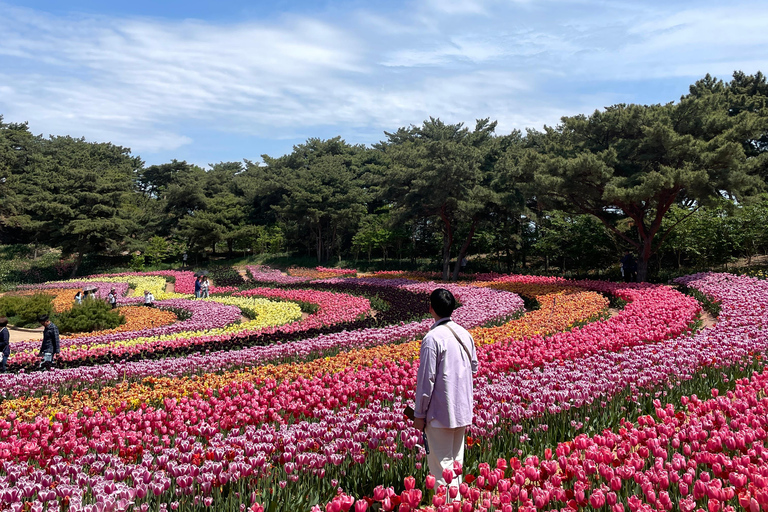 Seoul: Taean Tulip Festival and Strawberry Picking Day Tour Shared Tour, Meet at Dongdaemun