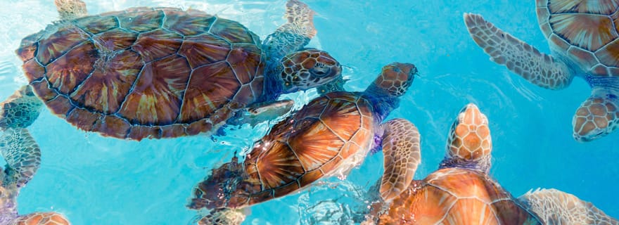 Akumal : Plongée avec la Faune Marine et un Guide Expert