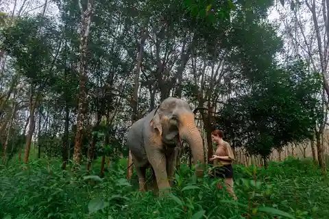 Khao Lak : Journée au sanctuaire des éléphants Petits groupes
