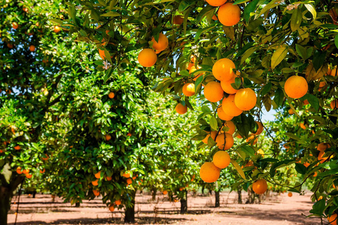 Side: Cabrio Safari, Green Canyon Boat & Manavgat Waterfall