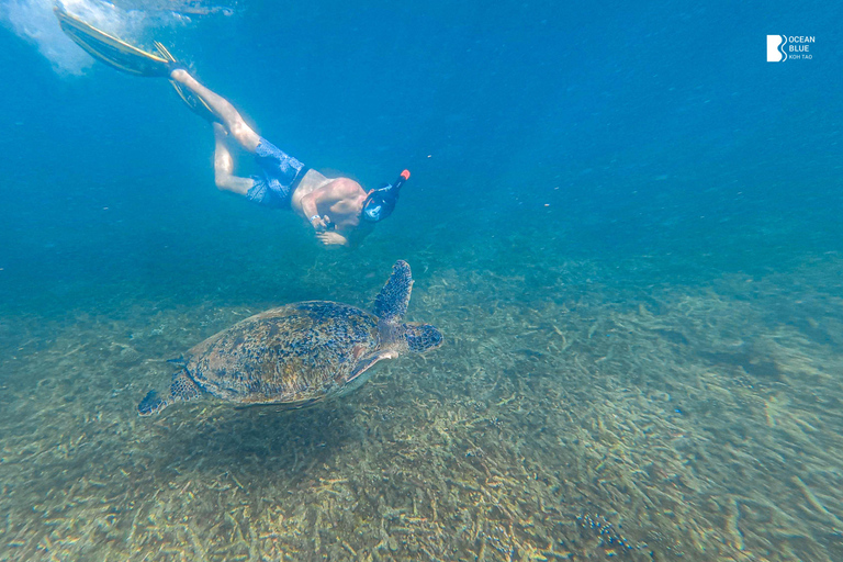 Koh Tao: Snorkel with Turtles at Nangyuan with Fewer Crowds