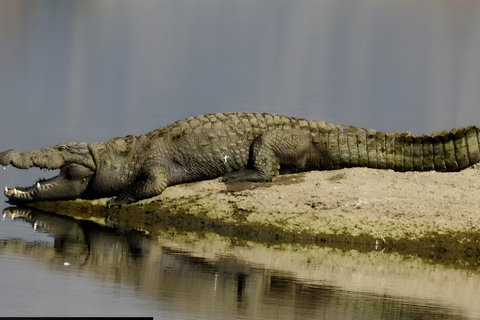 贾瓦伊：猎豹巡游与野生动物探秘之旅贾瓦伊：豹猎游与野生动物体验