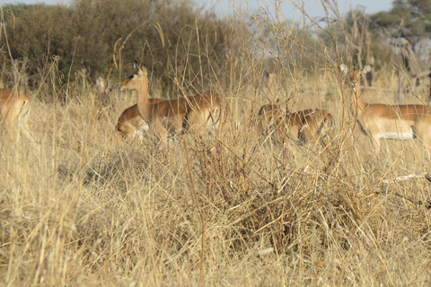 Hwange National Park & Victoria Falls 4-Day Safari Tour