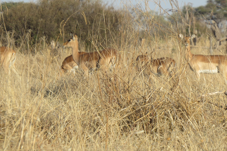 Hwange National Park & Victoria Falls 4-Day Safari Tour