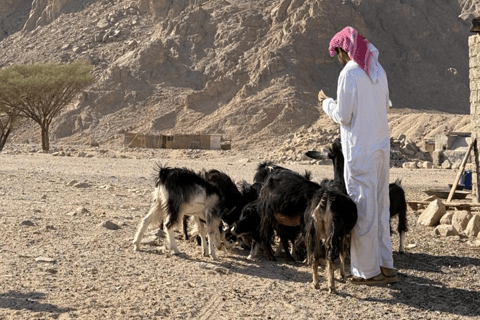 HRG: Jeep Safari with Quad, Buggy, Camel, Opt/ Dinner & show Mega Safari with Quad, Buggy, Camel ride & Bedouin camp