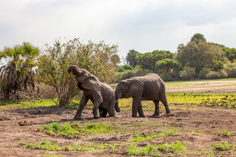 DAG VLIEGSAFARI: ZANZIBAR NAAR MIKUMI NATIONAAL PARK