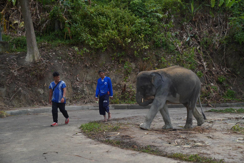 Phuket: Elephant Sanctuary & Zipline Adventure Combo Elephant Walk & 16-Platform Zipline Adventure