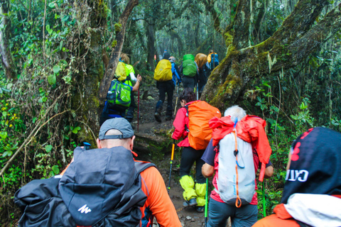 8 giorni sul Monte Kilimanjaro in Tanzania Percorso Lemosho