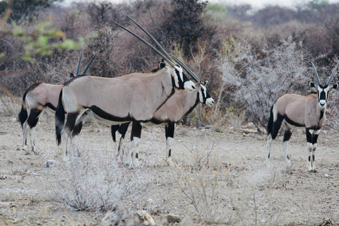 Windhoek: 3-Day Guided Safari in Etosha with Lodge